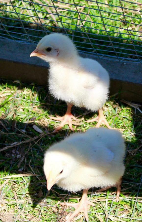 דירות בריסטול Woodcock Farm מראה חיצוני תמונה