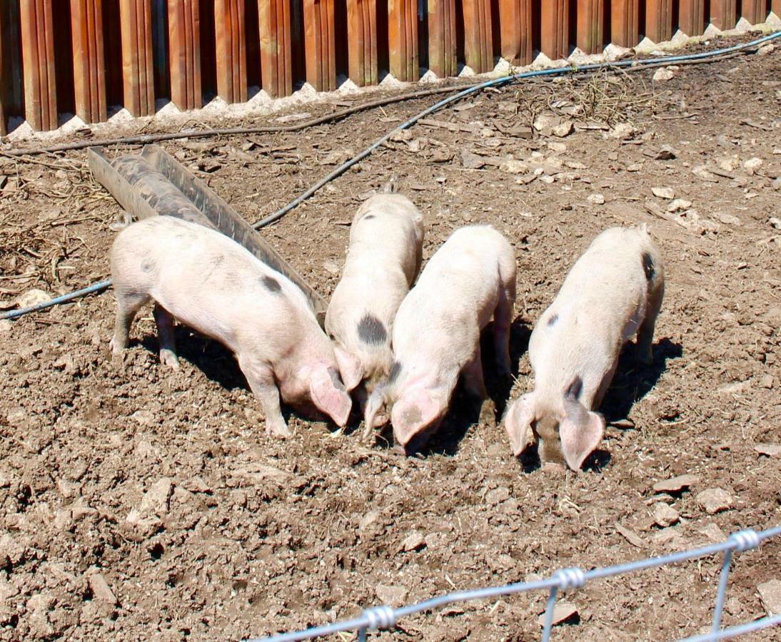 דירות בריסטול Woodcock Farm מראה חיצוני תמונה